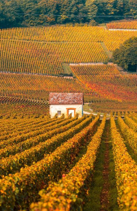 Domaine J.M. Millot