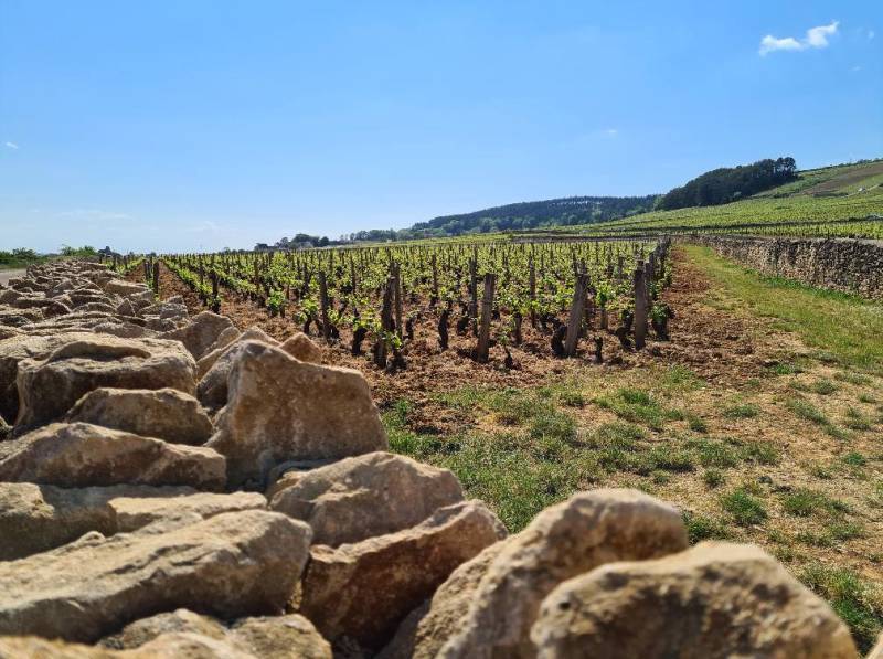 Domaine Jean-Marc Boillot