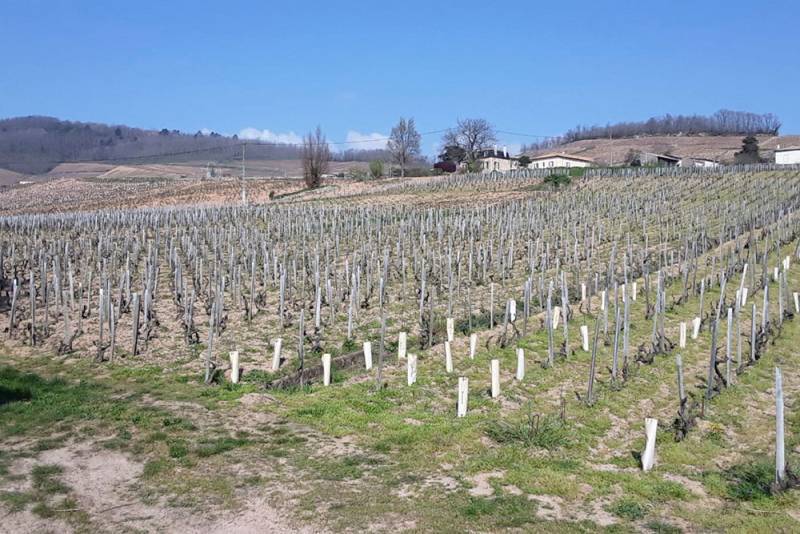 Domaine Jules Desjourneys