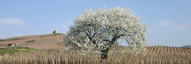 Domaine Jules Desjourneys
