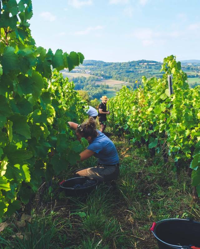 Domaine Les Aricoques