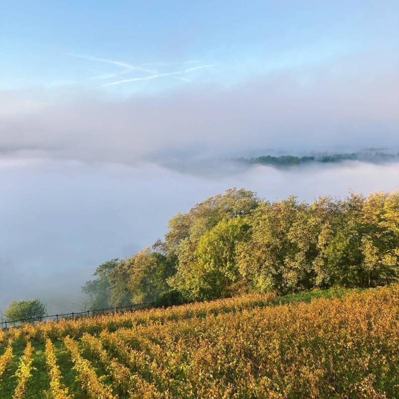Domaine Les Aricoques