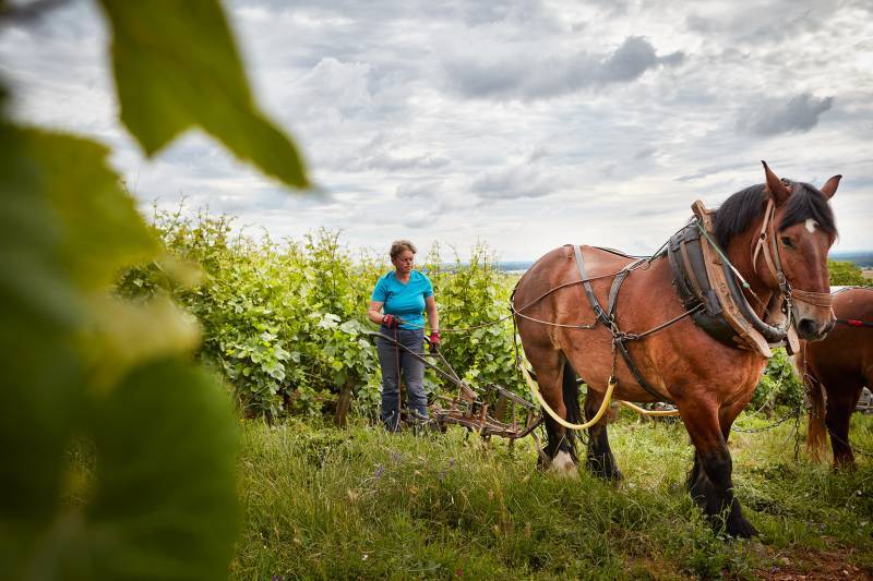 Domaine Michel Magnien
