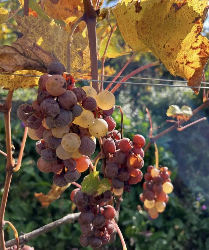 Josko Gravner