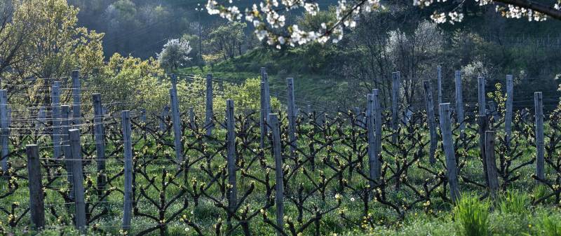 Josko Gravner