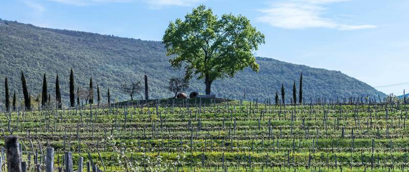 Josko Gravner