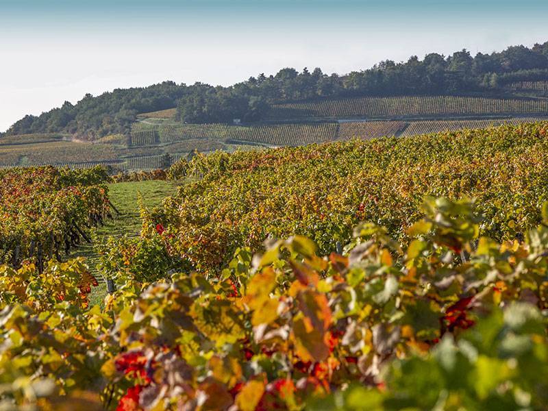 Laurent Ponsot