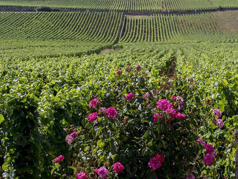 Laurent Ponsot
