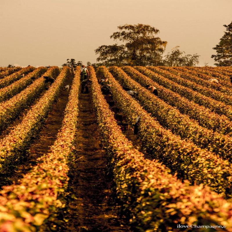 Nicolas Maillart