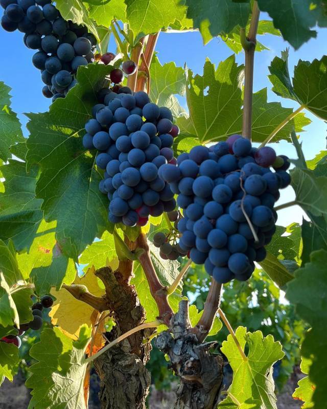 Terroir Al Limit