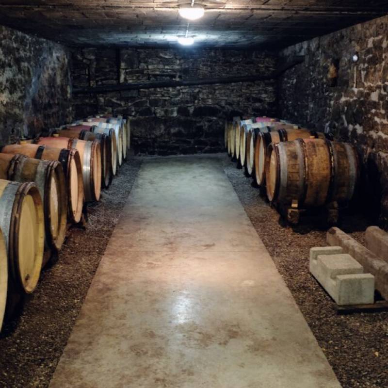 Vin Noé