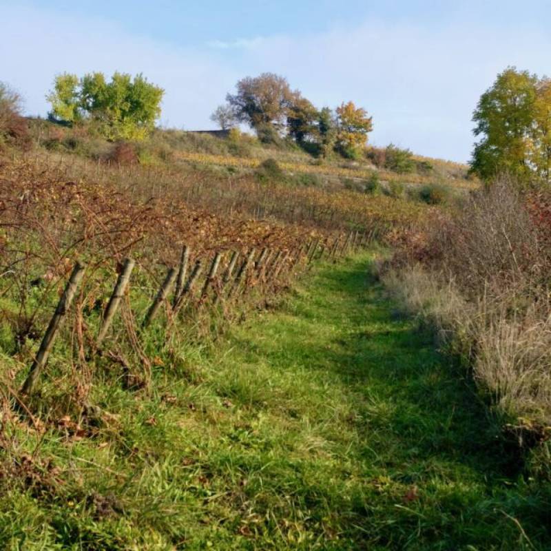 Vin Noé