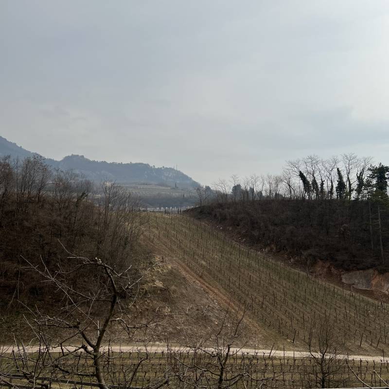 Foradori Fuoripista Pinot Grigio