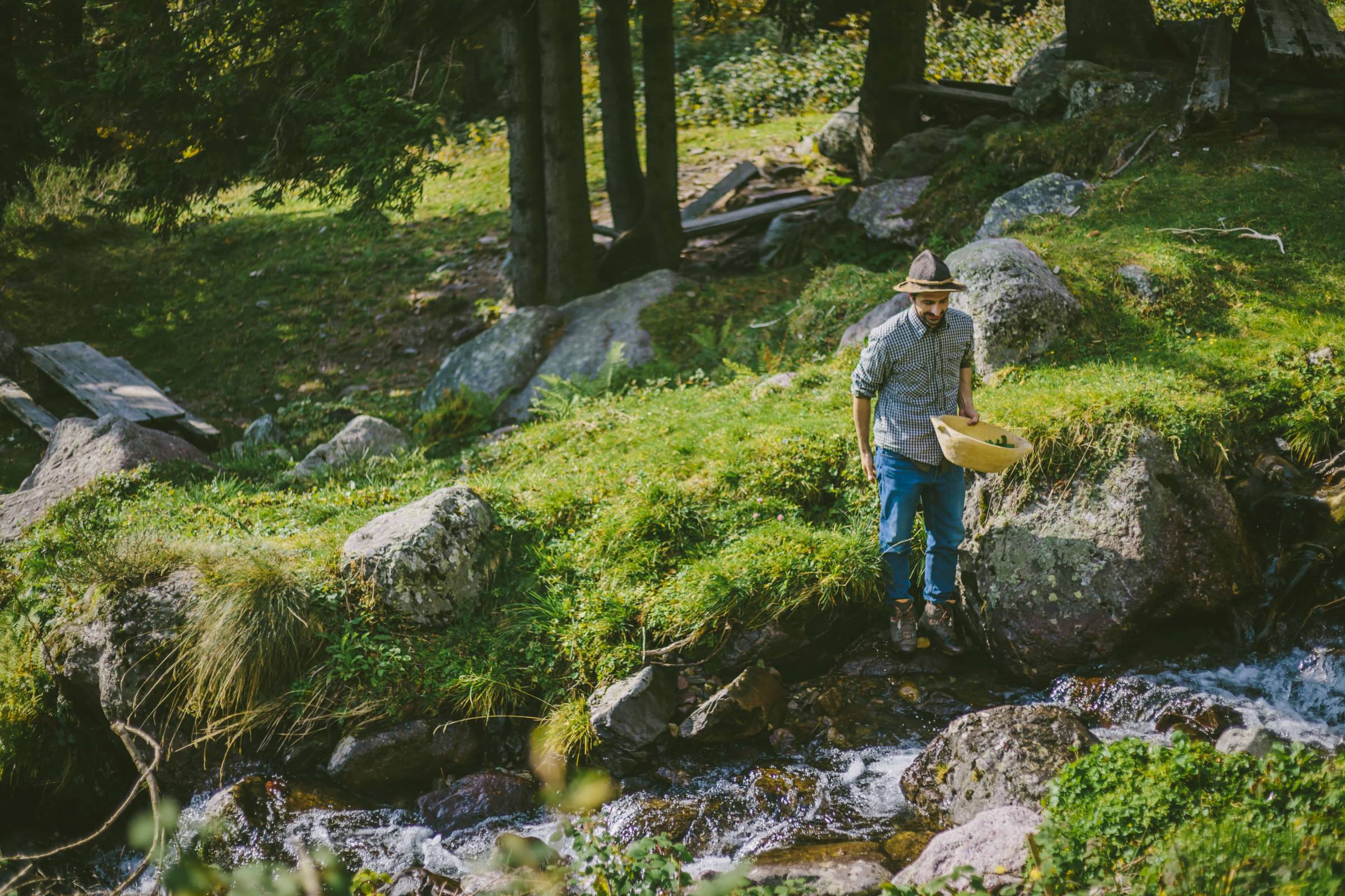 Erbe spontanee di montagna
