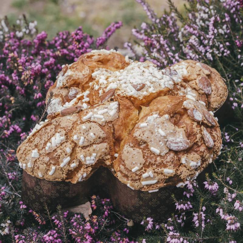  Colomba Wild
