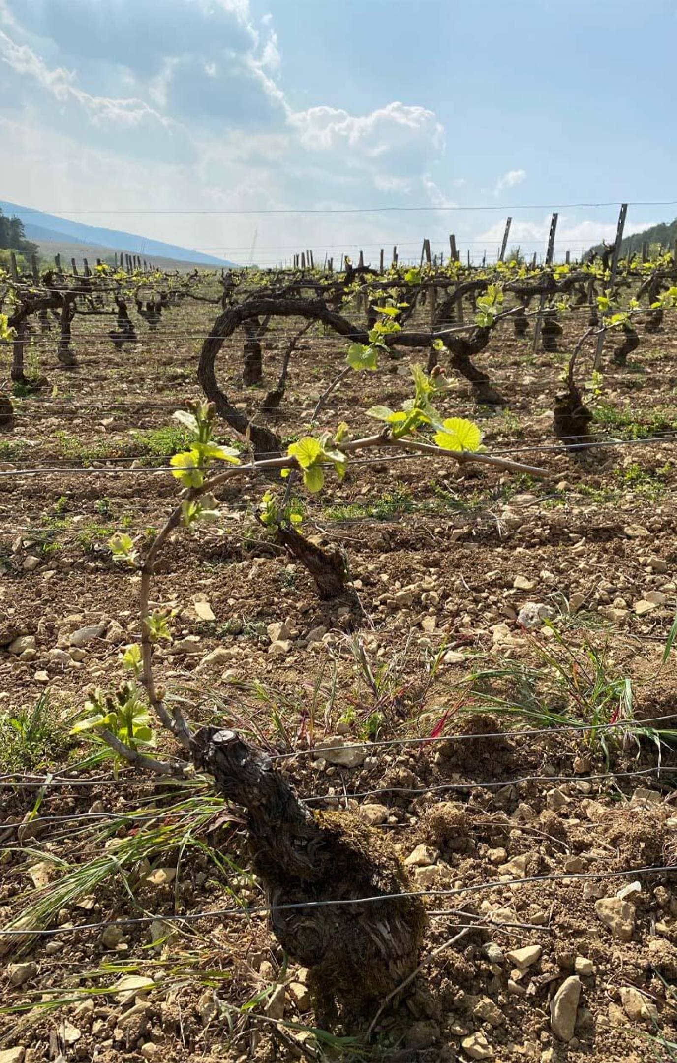 Champagne Wild e dove trovarli