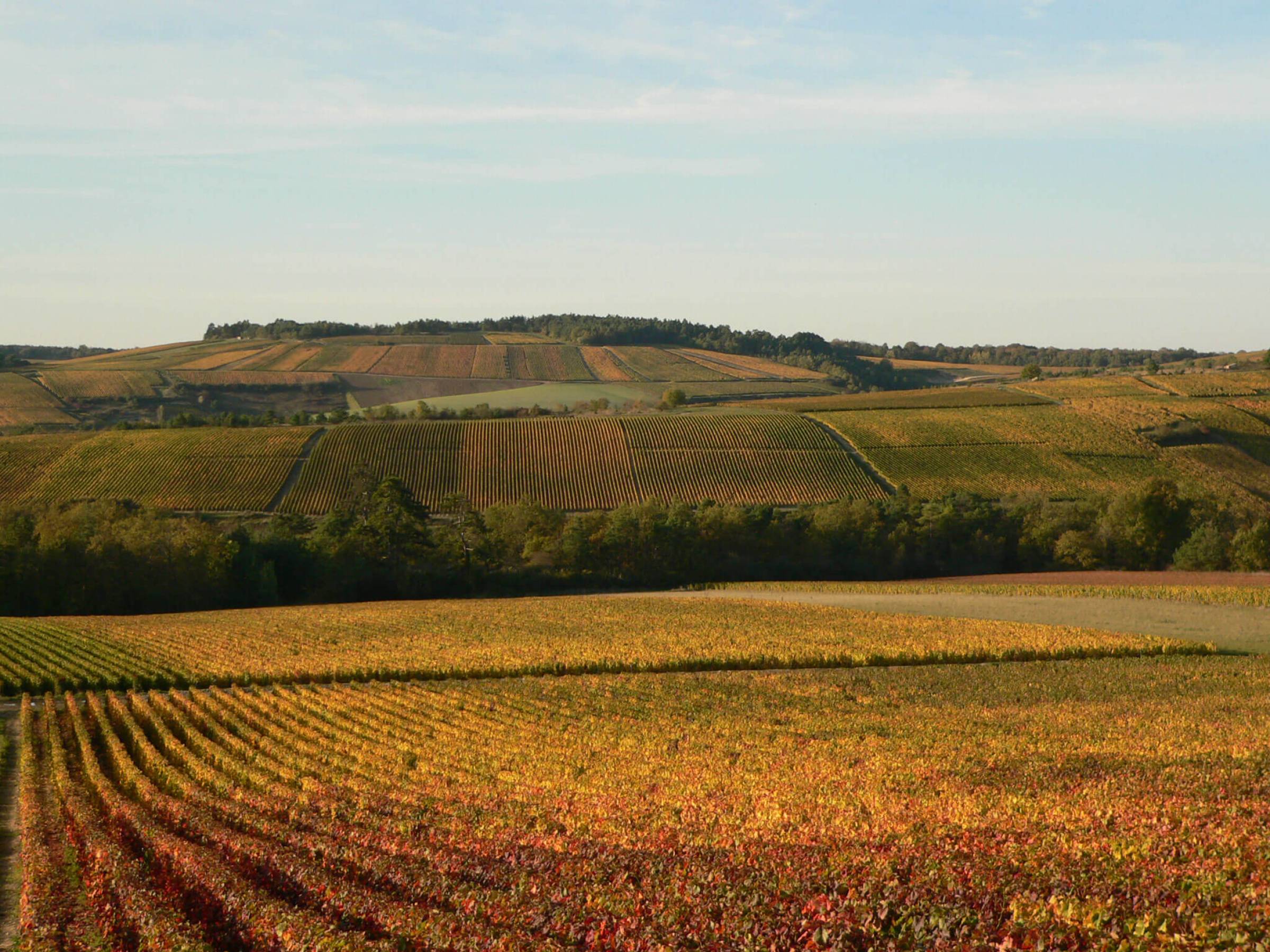 Champagne Wild e dove trovarli