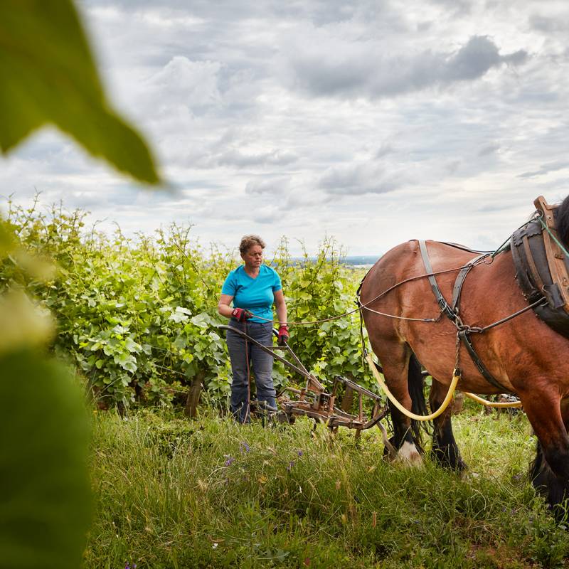 Domaine Michel Magnien Charmes Chambertin Grand Cru