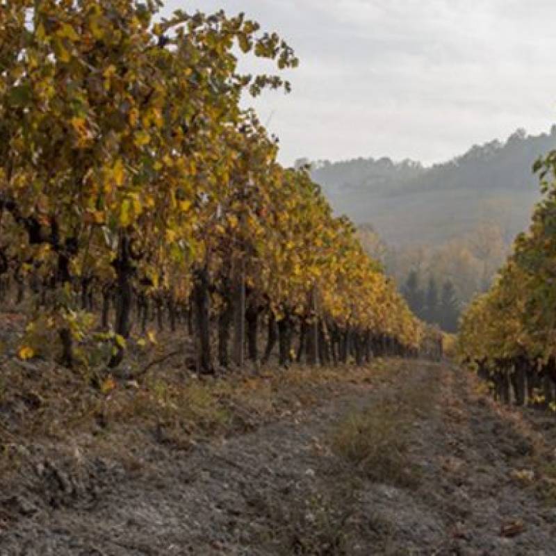 Francesco Clerico Barolo Bussia