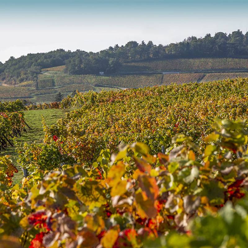 Laurent Ponsot Bourgogne rouge Cuvee des Peupliers