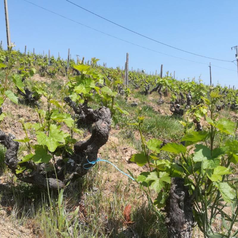 Clotaire Michal Vignes Centenaires Beaujolais Villages 2018