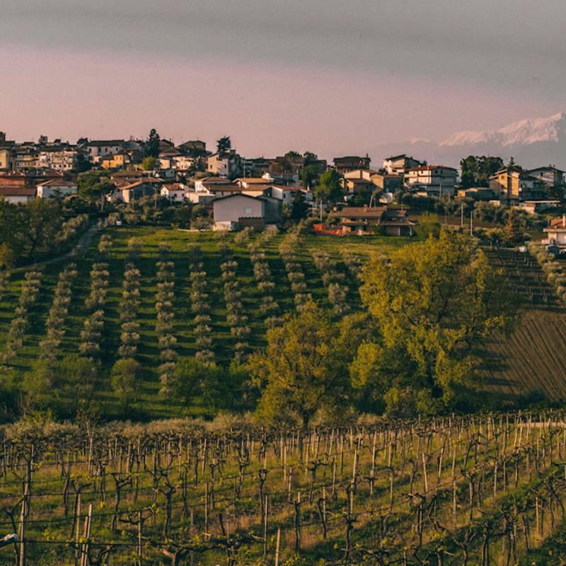 Emidio Pepe Montepulciano d'Abruzzo 2021