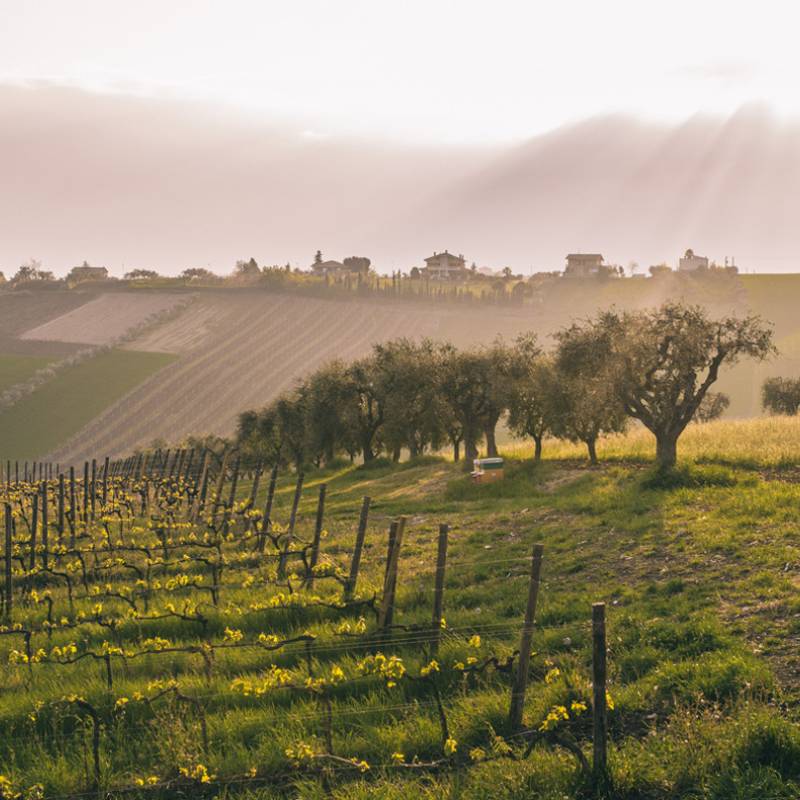 Emidio Pepe Trebbiano d'Abruzzo 2021