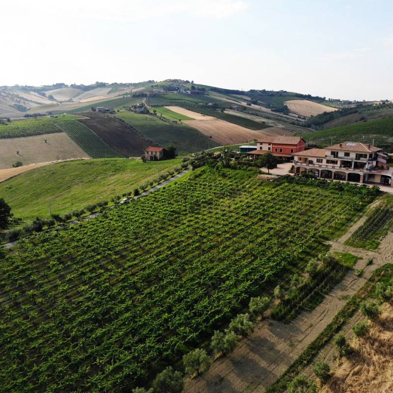 Emidio Pepe Trebbiano d'Abruzzo 2021