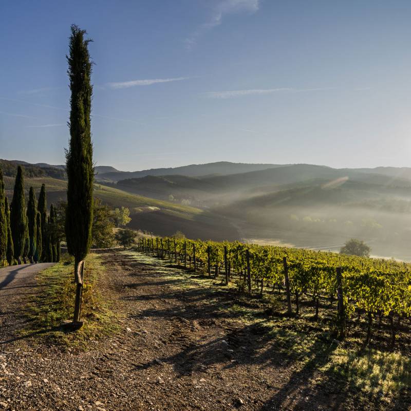 Montevertine Le Pergole Torte 2021
