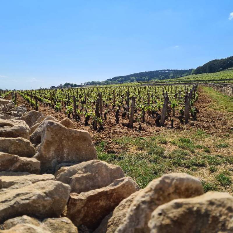 Domaine Jean-Marc Boillot Macon Lugny Les Genievres 2021