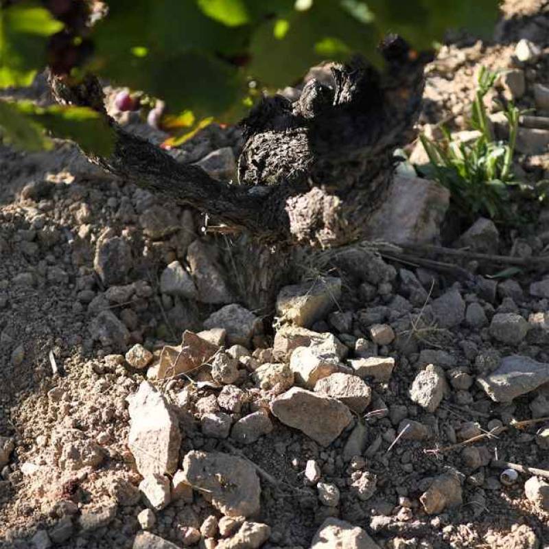 Domaine de Vernus Morgon Grand Cras 2021