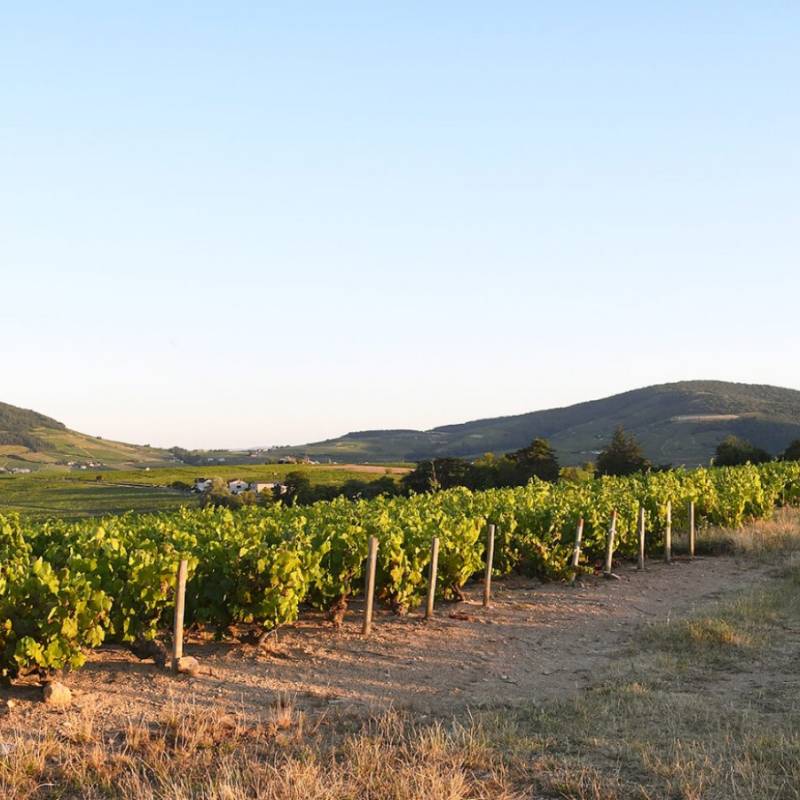 Domaine de Vernus Morgon Grand Cras 2021