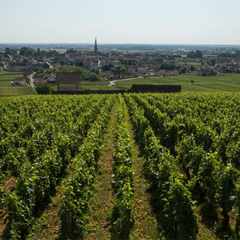Arnaud Ente Bourgogne Pinot Noir 2019