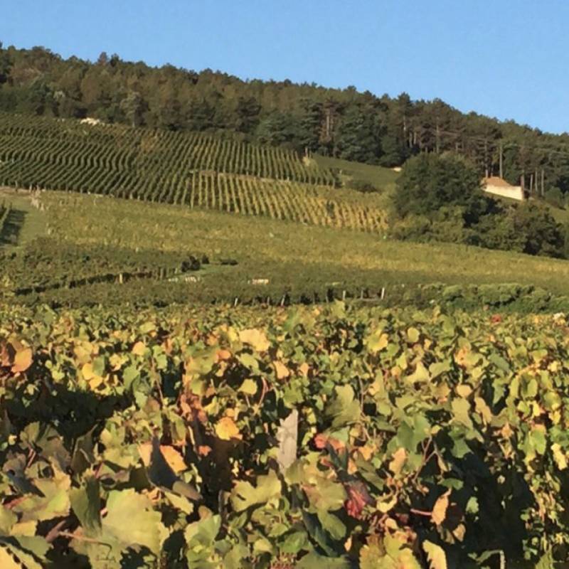 Domaine Georges Jayer (E. Rouget) Echezeaux Grand Cru 2020