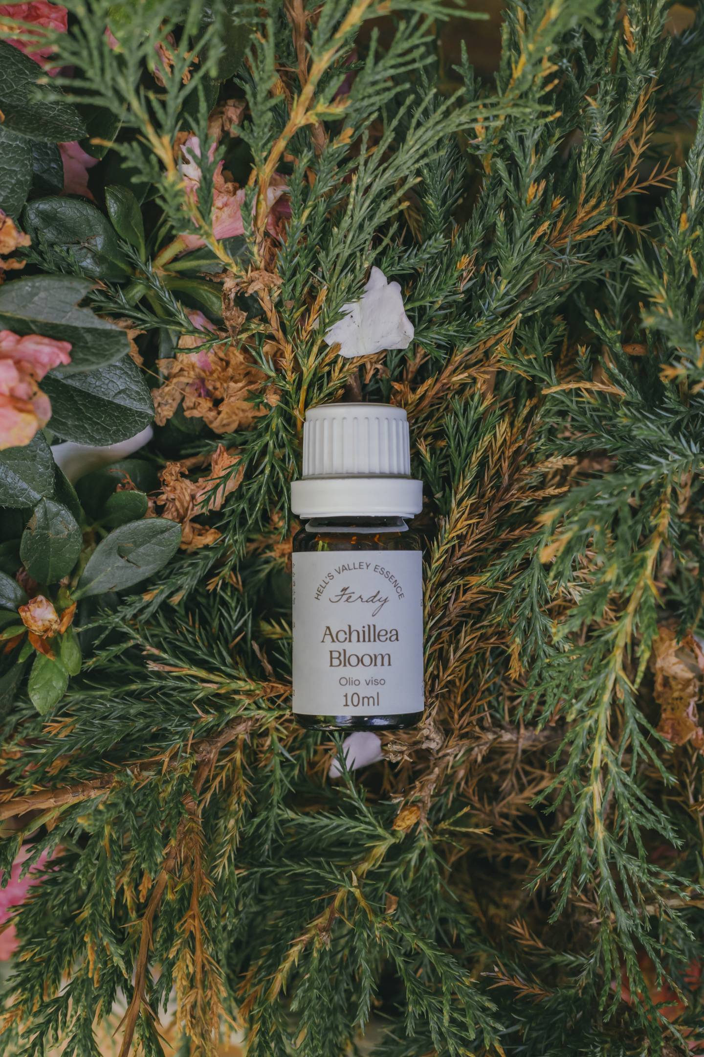 Achillea Bloom
